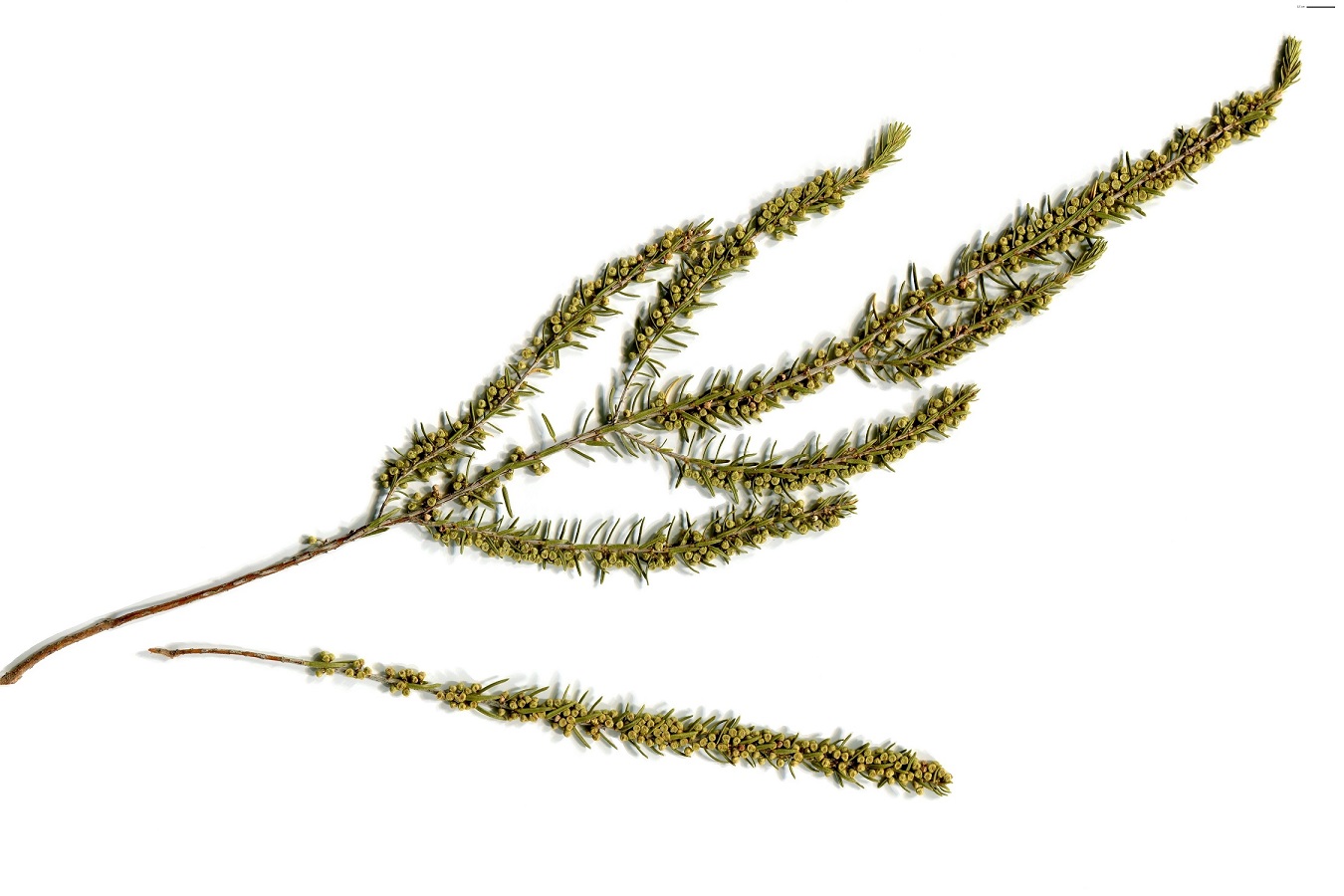 Erica scoparia subsp. scoparia (Ericaceae)